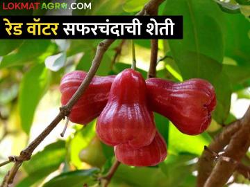 Red Water Apple Farming : पाणी सफरचंद ऐकलंय का? धुळ्याच्या शेतकऱ्याचा रेड वॉटर अँपलचा यशस्वी प्रयोग - Marathi News | Latest News Successful experiment of Red Water Apple by Dhule farmer see details | Latest News at Lokmat.com