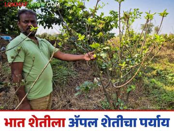 Apple Farming : हिमाचलमधून आणली रोपे, भात शेतीला पर्याय म्हणून 'अ‍ॅपल' शेतीचा प्रयोग - Marathi News | Latest News Saplings brought from Himachal, 'Apple' farming experiment in Bhandara district | Latest News at Lokmat.com