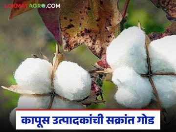 कापूस उत्पादकांची संक्रांत गोड; 15 दिवसांत दरात 900 रुपयांची वाढ, हा निर्णय ठरला गेमचेंजर   - Marathi News | Latest news Cotton farmers happy makar Sankranti Price hike of Rs 900 in 15 days | Latest News at Lokmat.com