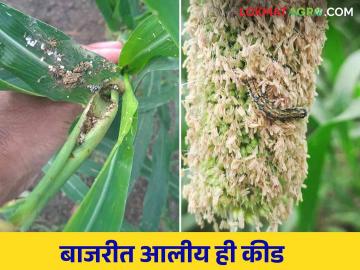 मकेवरील लष्करी अळी आता बाजरी पिकात कसे कराल नियंत्रण - Marathi News | Fall armyworm on maize now in millet crop How to control | Latest News at Lokmat.com मकेवरील लष्करी अळी आता बाजरी पिकात कसे कराल नियंत्रण - Marathi News | Fall armyworm on maize now in millet crop How to control | Latest News at Lokmat.com