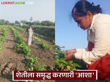 Women Farmer Success Story : शेती म्हणजे नोकरीच; समृद्धीची वाट दाखवणारी आशाताईंची यशकथा वाचा सविस्तर - Marathi News | latest news Women Farmer Success Story: Farming is a job; Read the success story of Ashatai, who shows the way to prosperity in detail | Latest success-story News at Lokmat.com