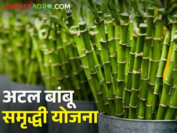 अटल बांबू समृद्धी योजना, अनुदानावर रोपे घ्या अन् हिरवे सोने पिकवा... ! - Marathi News | Latest News Atal Bamboo Prosperity Yojana, get 175 rupees subsidy on seedlings | Latest News at Lokmat.com अटल बांबू समृद्धी योजना, अनुदानावर रोपे घ्या अन् हिरवे सोने पिकवा... ! - Marathi News | Latest News Atal Bamboo Prosperity Yojana, get 175 rupees subsidy on seedlings | Latest News at Lokmat.com