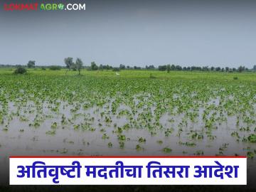 अतिवृष्टी मदतीच्या तिसऱ्या आदेशात 'या' जिल्ह्याला ९५ कोटी; शेतकऱ्यांच्या खात्यावर कधी येणार पैसे? - Marathi News | 95 crores to 'this' district in third order for heavy rain relief; When will the money arrive in farmers accounts? | Latest News at Lokmat.com अतिवृष्टी मदतीच्या तिसऱ्या आदेशात 'या' जिल्ह्याला ९५ कोटी; शेतकऱ्यांच्या खात्यावर कधी येणार पैसे? - Marathi News | 95 crores to 'this' district in third order for heavy rain relief; When will the money arrive in farmers accounts? | Latest News at Lokmat.com