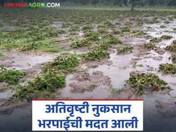 अतिवृष्टी व पुरामुळे झालेल्या शेतीपिकांच्या नुकसान भरपाईचा जीआर आला; कोणत्या जिल्ह्याला किती निधी? - Marathi News | GR for compensation for crop damage caused by heavy rains and floods has arrived; How much fund for which district? | Latest News at Lokmat.com अतिवृष्टी व पुरामुळे झालेल्या शेतीपिकांच्या नुकसान भरपाईचा जीआर आला; कोणत्या जिल्ह्याला किती निधी? - Marathi News | GR for compensation for crop damage caused by heavy rains and floods has arrived; How much fund for which district? | Latest News at Lokmat.com