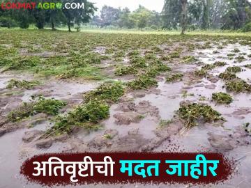 अतिवृष्टीमुळे झालेल्या शेतीपिकांच्या नुकसान मदतीचा शासन निर्णय जारी कोणत्या जिल्ह्याला किती मदत - Marathi News | Government decision issued for the help of agricultural crop damage due to heavy rain How much help to which district | Latest News at Lokmat.com