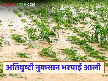 अतिवृष्टीमुळे झालेली नुकसान भरपाई मिळण्यास सुरवात; शेतकऱ्यांनो हे करायला विसरू नका - Marathi News | Compensation for losses due to heavy rains has started; farmers, don't forget to do this | Latest News at Lokmat.com