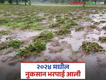 अवेळी पावसामुळे झालेल्या पिकांच्या नुकसान भरपाईसाठी ४ कोटी रुपये वितरणास शासनाची मंजुरी - Marathi News | Government approves distribution of Rs 4 crore for compensation for crop damage due to unseasonal rains | Latest News at Lokmat.com