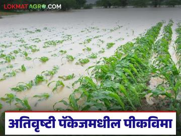अतिवृष्टीच्या पॅकेजमधील पिक विम्याचे १७,५०० रुपये सर्वच शेतकऱ्यांना मिळणार का? वाचा सविस्तर - Marathi News | Will all farmers get Rs 17,500 in crop insurance from the heavy rainfall package? Read in detail | Latest News at Lokmat.com