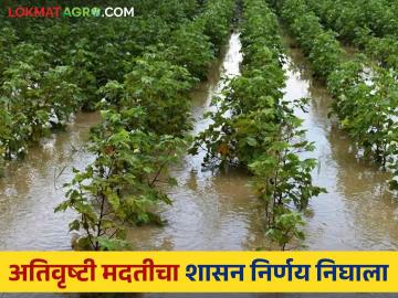 अतिवृष्टीमुळे शेतीपिकांच्या झालेल्या नुकसानीच्या मदतीसाठी ३०७ कोटी निधी वितरणास मान्यता - Marathi News | 307 crores approved for distribution of funds for relief of crop damage due to heavy rains | Latest News at Lokmat.com