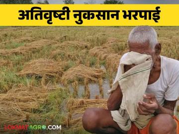Nuksan Bharpai : अतिवृष्टीत बाधित शेतकऱ्यांना नुकसान भरपाई, जाणून घ्या सविस्तर  - Marathi News | Nuksan Bharpai : Compensation to farmers affected by heavy rains, know in detail  | Latest News at Lokmat.com