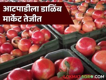 Dalimb Market : श्रावणात डाळिंबाची मागणी वाढली; आटपाडी बाजारात मिळाला विक्रमी भाव - Marathi News | Dalimb Market : Demand for pomegranate increased in Shravan; Record price achieved in Atpadi market | Latest News at Lokmat.com