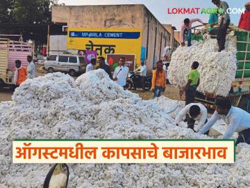 Kapus Market : ऑगस्ट 2025 मध्ये कापसाला प्रति क्विंटल काय भाव मिळतील? वाचा सविस्तर - Marathi News | What price per quintal will cotton fetch in August 2025? Read in detail | Latest News at Lokmat.com Kapus Market : ऑगस्ट 2025 मध्ये कापसाला प्रति क्विंटल काय भाव मिळतील? वाचा सविस्तर - Marathi News | What price per quintal will cotton fetch in August 2025? Read in detail | Latest News at Lokmat.com