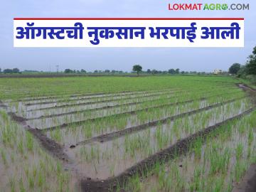 ऑगस्टच्या नुकसान भरपाईचे ६० कोटी आले पण त्यातील साडेतेवीस कोटी ईकेवायसीत अडकले - Marathi News | 60 crores of compensation was received for August but 23.5 crores of it was stuck in eKYC | Latest News at Lokmat.com ऑगस्टच्या नुकसान भरपाईचे ६० कोटी आले पण त्यातील साडेतेवीस कोटी ईकेवायसीत अडकले - Marathi News | 60 crores of compensation was received for August but 23.5 crores of it was stuck in eKYC | Latest News at Lokmat.com