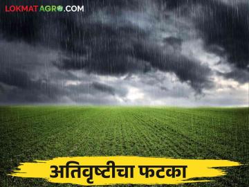 Heavy Rains: अतिवृष्टीचा मराठवाड्यातील ११.६७ लाख हेक्टरला फटका; शेती पिकांचे नुकसान  - Marathi News | Heavy Rains: Heavy rains hit 11.67 lakh hectares in Marathwada; Damage to agricultural crops  | Latest News at Lokmat.com