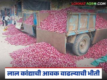 नाशिकला लाल कांद्याची आवक वाढल्याचे मॅसेज, नगरचा गावरान कांदा मार्केट पडण्याचा डाव - Marathi News | Latest News Kanda Market Isuue Viral message of increased onion arrival, gavran onion prices in Ahilyanagar fell | Latest News at Lokmat.com