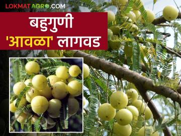प्रक्रिया उद्योगात आवळ्याला मोठी मागणी कशी कराल आवळ्याची शेती - Marathi News | Big demand for amla in processing industry How to do amla farming | Latest News at Lokmat.com
