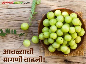 Avala Benefits : आवळ्याची महती, बनवा लोणचे, कँडी, मुरब्बा, बाजारभावही चांगला, वाचा सविस्तर  - Marathi News | Latest News Importance of Amla, make pickles, candy, marmalade, market price good, read in detail | Latest News at Lokmat.com