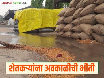 Maharashtra Rain : अवकाळीचे सावट, शेतकऱ्यांना रब्बी हंगामातील पिके, चारा वाया जाण्याची भीती! - Marathi News | Latest News maharashtra rain Farmers fear that unseasonal weather will damage of Rabi season crops and fodder | Latest News at Lokmat.com