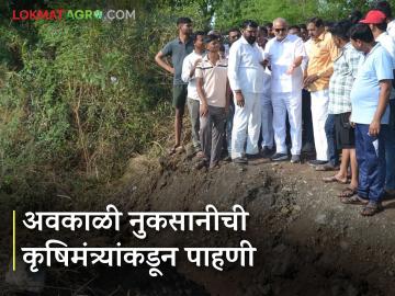 Avkali Paus : नाशिक जिल्ह्यातील साडे तीन हजार हेक्टरला फटका, नुकसानीची कृषिमंत्र्यांकडून पाहणी  - Marathi News | Latest News Unseasonal rain Three thousand plus hectares affected by avkali paus in Nashik district | Latest News at Lokmat.com