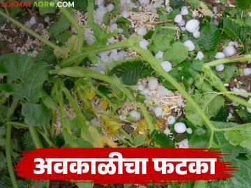 अवकाळी व गारपिटीमुळे ७ हजार हेक्टरवरील पिकांचे नुकसान; 'या' जिल्ह्याला सर्वाधिक फटका - Marathi News | Crops on 7 thousand hectares damaged due to unseasonal rains and hailstorms; 'This' district is the worst hit | Latest News at Lokmat.com अवकाळी व गारपिटीमुळे ७ हजार हेक्टरवरील पिकांचे नुकसान; 'या' जिल्ह्याला सर्वाधिक फटका - Marathi News | Crops on 7 thousand hectares damaged due to unseasonal rains and hailstorms; 'This' district is the worst hit | Latest News at Lokmat.com