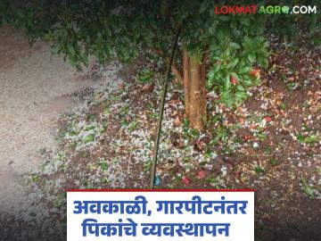 अवकाळी व गारपिटीनंतर आंबा, कांदा, डाळिंब पिके वाचवायची कशी, वाचा सविस्तर  - Marathi News | Latest news How to save mango, onion, and pomegranate crops after unseasonal rains and hailstorms, read in detail | Latest News at Lokmat.com