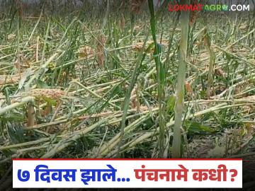 Crop Damage : ७ दिवस झाले… पंचनामे कधी? गारपीटग्रस्त शेतकरी संतापला! - Marathi News | latest news Crop Damage: It's been 7 days... When will the Panchnama be done? Hailstorm-affected farmer is angry! | Latest News at Lokmat.com