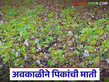 Unseasonal Rain Impact On Crops : अतिवृष्टीनंतर अवकाळीचा कहर; हातातोंडाशी आलेले पीक उद्ध्वस्त - Marathi News | latest news Unseasonal Rain Impact On Crops: Unseasonal rain wreaks havoc after heavy rain; Crops that are close to hand are destroyed | Latest News at Lokmat.com