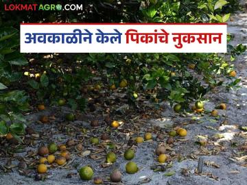 Unseasonal Rain: अवकाळी पावसाचा फटका; मराठवाड्यातील 'इतके' हेक्टर पिकांचे नुकसान वाचा सविस्तर - Marathi News | Unseasonal Rain: Unseasonal rains hit; 'So many' hectares of crops damaged in Marathwada Read in detail | Latest News at Lokmat.com