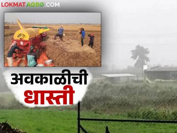 Avkali Paus: शेतकऱ्यांना अवकाळीची धास्ती; वातावरणातील बदलाची चिंता वाचा सविस्तर - Marathi News | Avkali Paus: Farmers fear unseasonal rains; Read in detail about concerns about climate change | Latest News at Lokmat.com