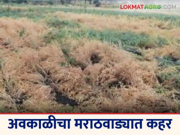 Awakali Paus: अवकाळीचा मराठवाड्यात कहर; पिकांचे नुकसान वाचा सविस्तर - Marathi News | latest news Awakali Paus: Unseasonal rains wreak havoc in Marathwada; Read details of crop damage | Latest News at Lokmat.com