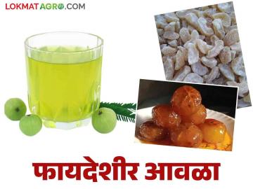 Avala Food Processing : आवळा प्रक्रियेतून घरगुती उद्योग निर्मिती वाचा सविस्तर माहिती - Marathi News | Avala Food Processing: Creation of a home industry through the process of Avala, read detailed information | Latest News at Lokmat.com Avala Food Processing : आवळा प्रक्रियेतून घरगुती उद्योग निर्मिती वाचा सविस्तर माहिती - Marathi News | Avala Food Processing: Creation of a home industry through the process of Avala, read detailed information | Latest News at Lokmat.com