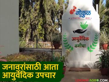 आता जनावरांसाठीही आली आयुर्वेदिक औषधे; 'या' दूध संघाने औषधे निर्मितीचा केला पहिला प्रयोग - Marathi News | Now Ayurvedic medicines are available for livestock too; 'this' milk association conducts first experiment in producing medicines | Latest News at Lokmat.com आता जनावरांसाठीही आली आयुर्वेदिक औषधे; 'या' दूध संघाने औषधे निर्मितीचा केला पहिला प्रयोग - Marathi News | Now Ayurvedic medicines are available for livestock too; 'this' milk association conducts first experiment in producing medicines | Latest News at Lokmat.com