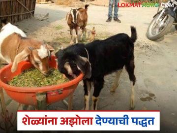 Azolla For Goats : शेळ्यांना ओला की सुका अझोला खायला द्यावा? किंवा कसा खायला द्यावा? - Marathi News | Latest News Azola For Goats Should goats be fed wet or dry azolla see detailsa | Latest News at Lokmat.com Azolla For Goats : शेळ्यांना ओला की सुका अझोला खायला द्यावा? किंवा कसा खायला द्यावा? - Marathi News | Latest News Azola For Goats Should goats be fed wet or dry azolla see detailsa | Latest News at Lokmat.com