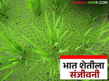 खतांवरील खर्च कमी करण्यासाठी व उत्पादन वाढीसाठी भात पिकात करा ह्या वनस्पतीची लागवड - Marathi News | Plant this plant in rice crops to reduce fertilizer costs and increase production | Latest News at Lokmat.com खतांवरील खर्च कमी करण्यासाठी व उत्पादन वाढीसाठी भात पिकात करा ह्या वनस्पतीची लागवड - Marathi News | Plant this plant in rice crops to reduce fertilizer costs and increase production | Latest News at Lokmat.com