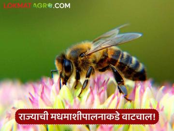 Honey Bee : राज्यात ११४ मधपाळांकडे १४ हजार मधमाशांच्या पेट्या; कशी आहे मधमाशीपालनाची वाटचाल? - Marathi News | 114 beekeepers in the state have 14 thousand bee boxes; How is the progress of beekeeping? | Latest agriculture News at Lokmat.com Honey Bee : राज्यात ११४ मधपाळांकडे १४ हजार मधमाशांच्या पेट्या; कशी आहे मधमाशीपालनाची वाटचाल? - Marathi News | 114 beekeepers in the state have 14 thousand bee boxes; How is the progress of beekeeping? | Latest agriculture News at Lokmat.com