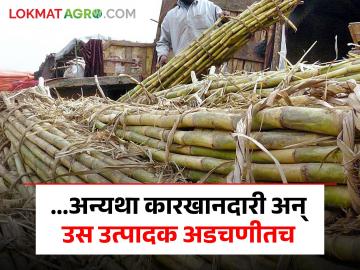 ...अन्यथा एफआरपी कितीही वाढवला तरी कारखानदारी अन् शेतकरी अडचणीत येणार - Marathi News | central government sugar msp no matter how much the FRP is increased sugarcane industry and farmer will trouble | Latest agriculture News at Lokmat.com