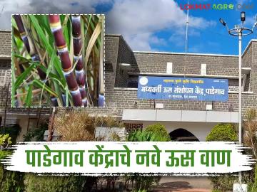 Padegaon Sugarcane News Veriety : पाडेगाव ऊस संशोधन केंद्राने विकसित केले नवे सुधारीत वाण! चर्चासत्र व प्रक्षेत्र भेटीचे आयोजन - Marathi News | Padegaon Sugarcane News Variety: Padegaon Sugarcane Research Center develops new improved varieties! Seminar and field visit organized | Latest agriculture News at Lokmat.com Padegaon Sugarcane News Veriety : पाडेगाव ऊस संशोधन केंद्राने विकसित केले नवे सुधारीत वाण! चर्चासत्र व प्रक्षेत्र भेटीचे आयोजन - Marathi News | Padegaon Sugarcane News Variety: Padegaon Sugarcane Research Center develops new improved varieties! Seminar and field visit organized | Latest agriculture News at Lokmat.com