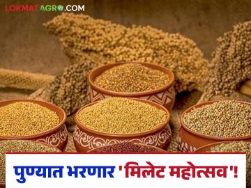 Pune Millet Festival : पुणेकरांसाठी खूशखबर! ८ जानेवारीपासून सुरू होतोय 'पणन'चा मिलेट महोत्सव - Marathi News | Pune Millet Festival Good news for Pune residents Millet Festival is starting from January 8th | Latest agriculture News at Lokmat.com