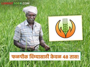 Crop Insurance : शेतकऱ्यांनो फळपीक विमा भरा! केवळ ४८ तास शिल्लक; ऑनलाईन पोर्टल ठप्प - Marathi News | Crop Insurance: Farmers, pay for crop insurance! Only 48 hours left; Online portal is down | Latest agriculture News at Lokmat.com Crop Insurance : शेतकऱ्यांनो फळपीक विमा भरा! केवळ ४८ तास शिल्लक; ऑनलाईन पोर्टल ठप्प - Marathi News | Crop Insurance: Farmers, pay for crop insurance! Only 48 hours left; Online portal is down | Latest agriculture News at Lokmat.com