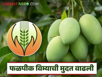 Crop Insurance : शेतकऱ्यांना दिलासा! फळपीक विमा अर्जासाठी मिळाली मुदतवाढ - Marathi News | Crop Insurance: Relief for farmers! Extension of deadline for fruit crop insurance application | Latest agriculture News at Lokmat.com Crop Insurance : शेतकऱ्यांना दिलासा! फळपीक विमा अर्जासाठी मिळाली मुदतवाढ - Marathi News | Crop Insurance: Relief for farmers! Extension of deadline for fruit crop insurance application | Latest agriculture News at Lokmat.com