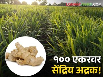 शेतकऱ्यानं ठरवल्यावर दगडालाही फुटेल घाम, १०० एकरावर सेंद्रिय अद्रक पिकवण्याची कमाल! - Marathi News | organic ginger cultivation: When the farmer decides, even a stone will sweat, the maximum of growing organic ginger on 100 acres! | Latest News at Lokmat.com