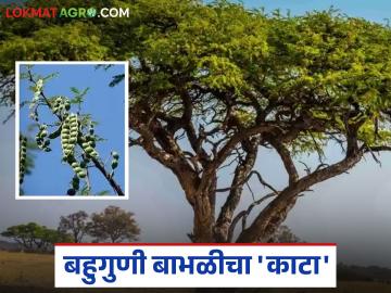 Babool Tree Benefits : शेंगा, साल, डिंक, लाकूड… इतकी उपयुक्त बाभळी आता दुर्मीळ का? वाचा सविस्तर - Marathi News | latest news Babool Tree Benefits: Pods, bark, gum, wood… Why is the useful acacia tree so rare now? Read in detail | Latest News at Lokmat.com Babool Tree Benefits : शेंगा, साल, डिंक, लाकूड… इतकी उपयुक्त बाभळी आता दुर्मीळ का? वाचा सविस्तर - Marathi News | latest news Babool Tree Benefits: Pods, bark, gum, wood… Why is the useful acacia tree so rare now? Read in detail | Latest News at Lokmat.com
