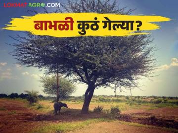 Babhul Tree : घनदाट सावली देणारे बाभळीचं झाड कुठं हरवलं? वाचा सविस्तर  - Marathi News | Latest News Agriculture News Bambhul Tree number of acacia trees decreased in maharashtra Read in detail  | Latest News at Lokmat.com