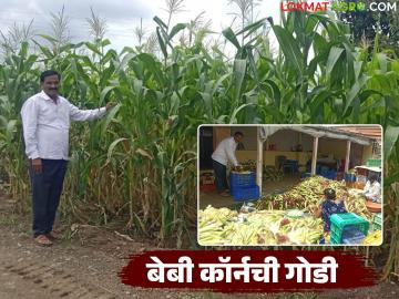 बेबी कॉर्नने आणला संसारात गोडवा; कमी खर्चातील हे पिक वर्षाला देतंय २५ लाखाचे उत्पन्न - Marathi News | Baby corn brings sweetness in the farmers family ; This low-cost crop provides an annual income of Rs. 25 lakhs | Latest News at Lokmat.com