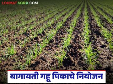 Gahu Pik Niyojan : बागायती गव्हाची पेरणी कधीपर्यंत करता येईल, वाण कोणते निवडावे, वाचा सविस्तर  - Marathi News | Latest News Gahu Pik Niyojan Read in detail about when horticultural wheat can be sown, which variety to choose | Latest News at Lokmat.com Gahu Pik Niyojan : बागायती गव्हाची पेरणी कधीपर्यंत करता येईल, वाण कोणते निवडावे, वाचा सविस्तर  - Marathi News | Latest News Gahu Pik Niyojan Read in detail about when horticultural wheat can be sown, which variety to choose | Latest News at Lokmat.com