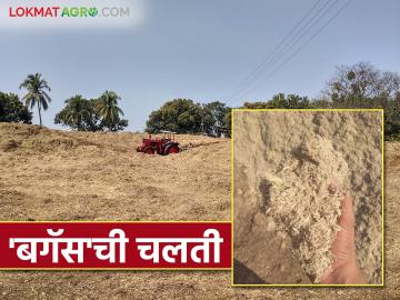 सहवीज प्रकल्पामुळे बगॅसच्या मागणीत वाढ; बगॅसला मिळतोय साखरेचा भाव - Marathi News | Demand for bagasse increases due to cogeneration project; Bagasse is getting sugar price | Latest News at Lokmat.com सहवीज प्रकल्पामुळे बगॅसच्या मागणीत वाढ; बगॅसला मिळतोय साखरेचा भाव - Marathi News | Demand for bagasse increases due to cogeneration project; Bagasse is getting sugar price | Latest News at Lokmat.com