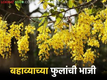 पचनक्रिया सुधारते, प्रतिकारशक्ती वाढते, बहाव्याची फुलांची भाजी एकदा खाऊन बघा! वाचा रेसिपी  - Marathi News | Latest news Improves digestion, boosts immunity, try eating the flowering vegetable of the river Read the recipe | Latest News at Lokmat.com