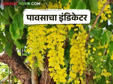 Rain Indicator Tree हे झाड देतं पावसाच्या आगमनाचे संकेत - Marathi News | Rain Indicator Tree This tree gives an indication of the arrival of rain | Latest News at Lokmat.com