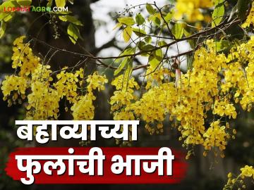 Bahava Tree : बहाव्याचे झाड माहितीय का? या झाडांच्या फुलांची भाजी कशी करतात? जाणून घ्या सविस्तर  - Marathi News | Latest News Agriculture News Learn recipe for summer bahava tree flowers bhaji see details | Latest News at Lokmat.com
