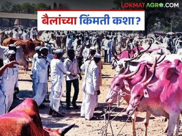 खरिपाच्या तोंडावर बैल बाजारात खरेदीसाठी शेतकऱ्यांची गर्दी; बैलजोडीला कसा मिळतोय भाव? - Marathi News | Farmers flock to the bull market to buy bullocks at the start on kharif season; How are bullock pairs getting the best price? | Latest News at Lokmat.com खरिपाच्या तोंडावर बैल बाजारात खरेदीसाठी शेतकऱ्यांची गर्दी; बैलजोडीला कसा मिळतोय भाव? - Marathi News | Farmers flock to the bull market to buy bullocks at the start on kharif season; How are bullock pairs getting the best price? | Latest News at Lokmat.com